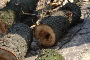 Veszélyes fák kitermelése 2010.